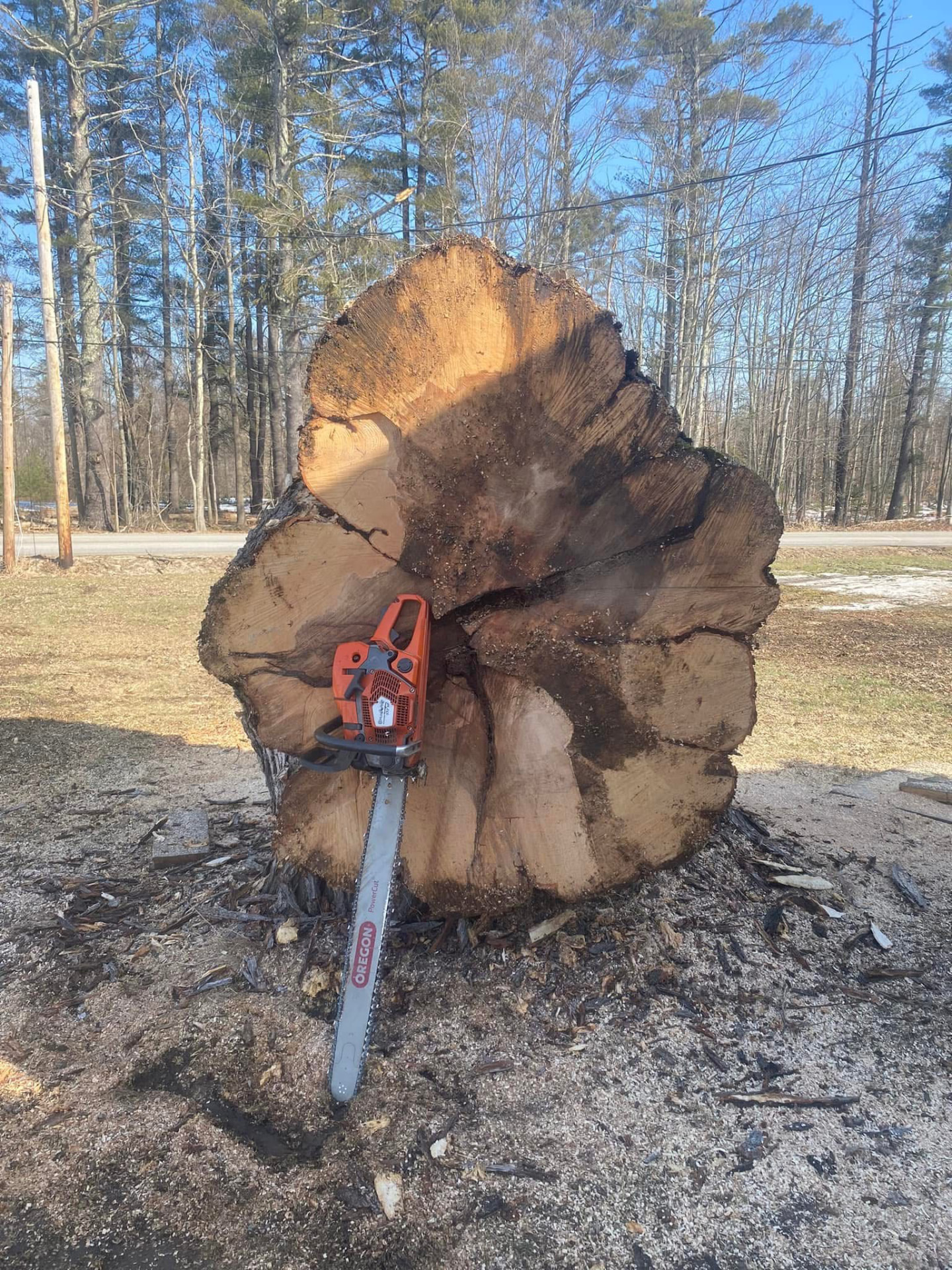 Chainsaw resting on a large hardwood stump after a tree removal in Maine