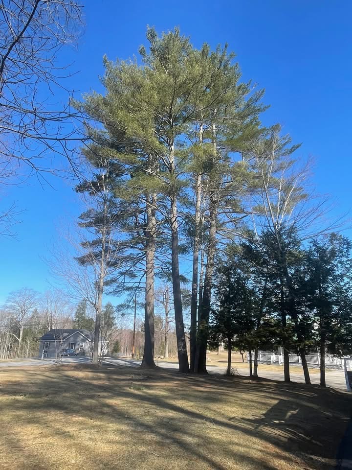 Row of tall white pines along a Western Maine property before tree work