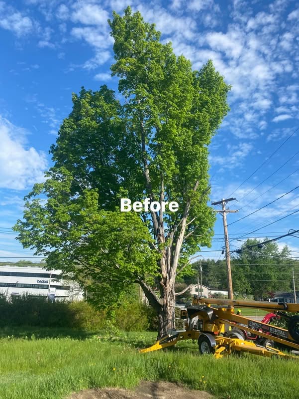 Large roadside maple before removal by AK Tree Service