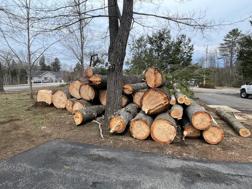 Cut trunk sections stacked and cleaned up after a tree removal in Oxford County Maine