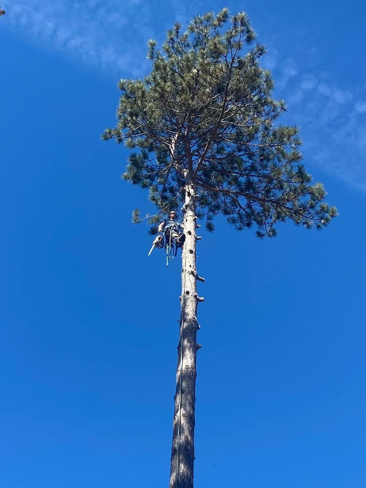 Climber topping a tall pine during a removal in Oxford County Maine