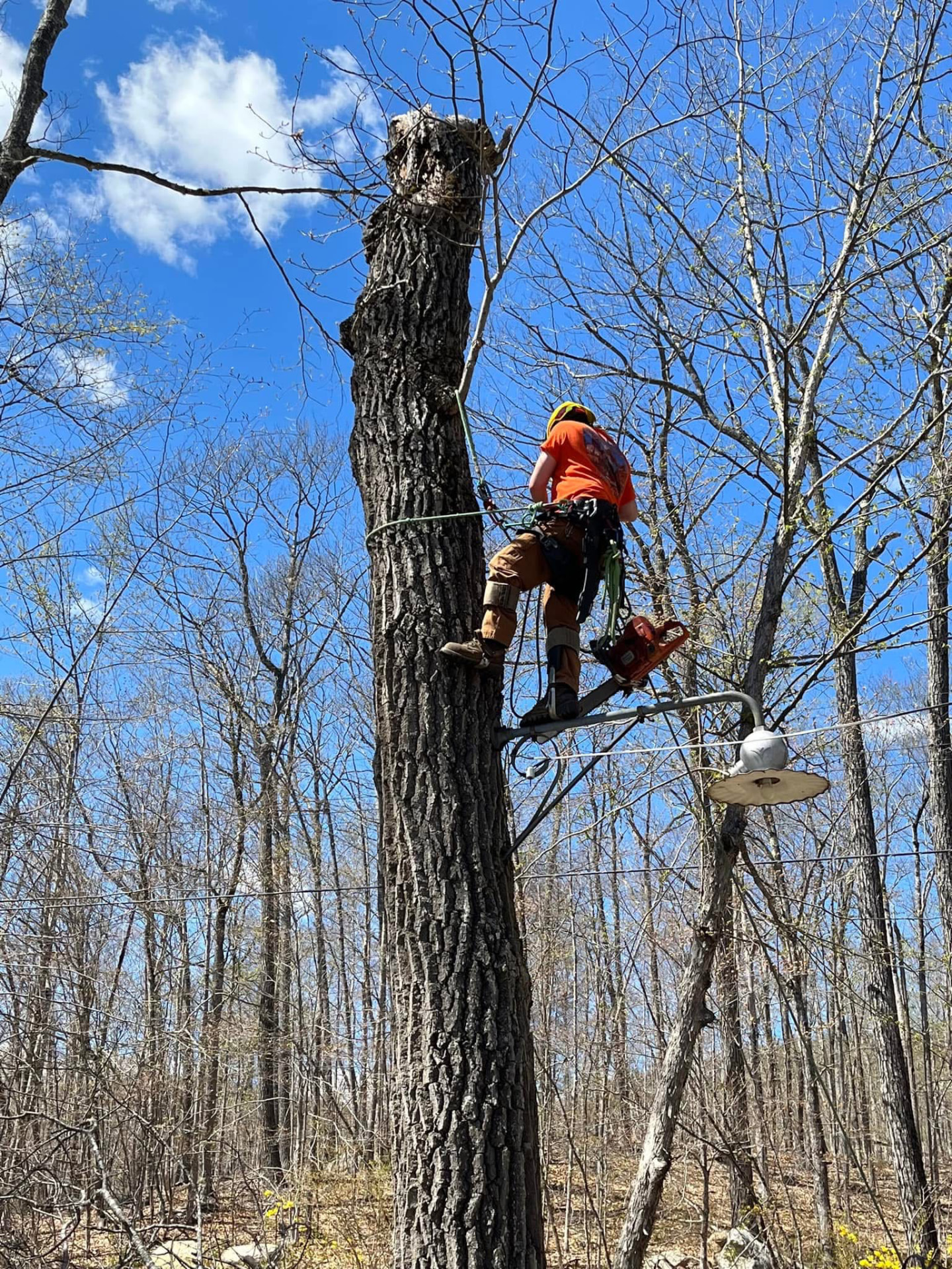 AK Tree Service climber working aloft with saw and harness on a Western Maine tree removal