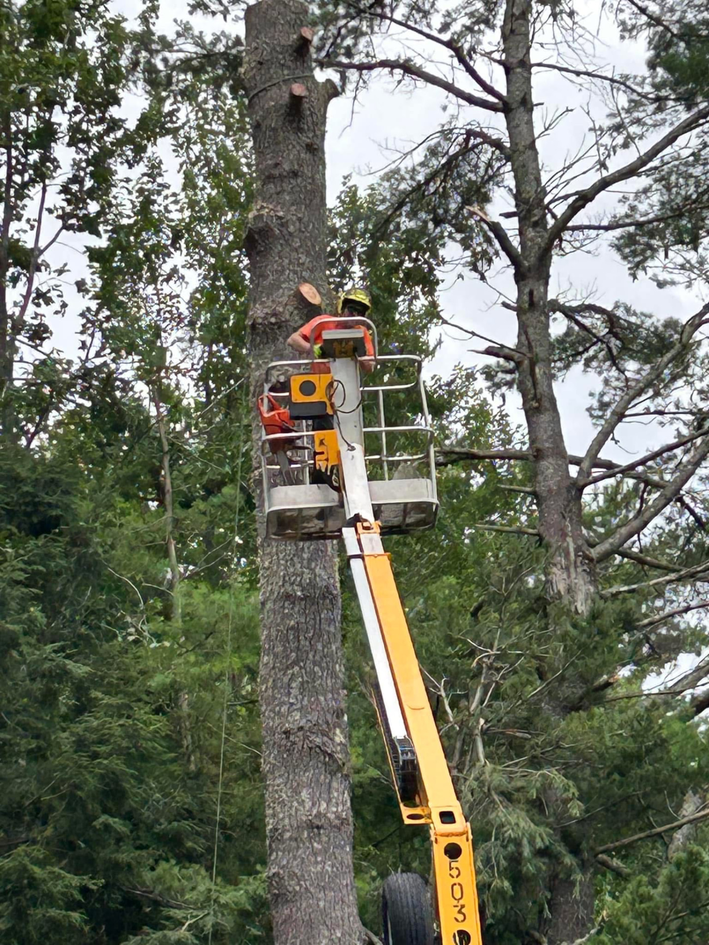 AK Tree Service cutting a large pine from a bucket lift in Western Maine